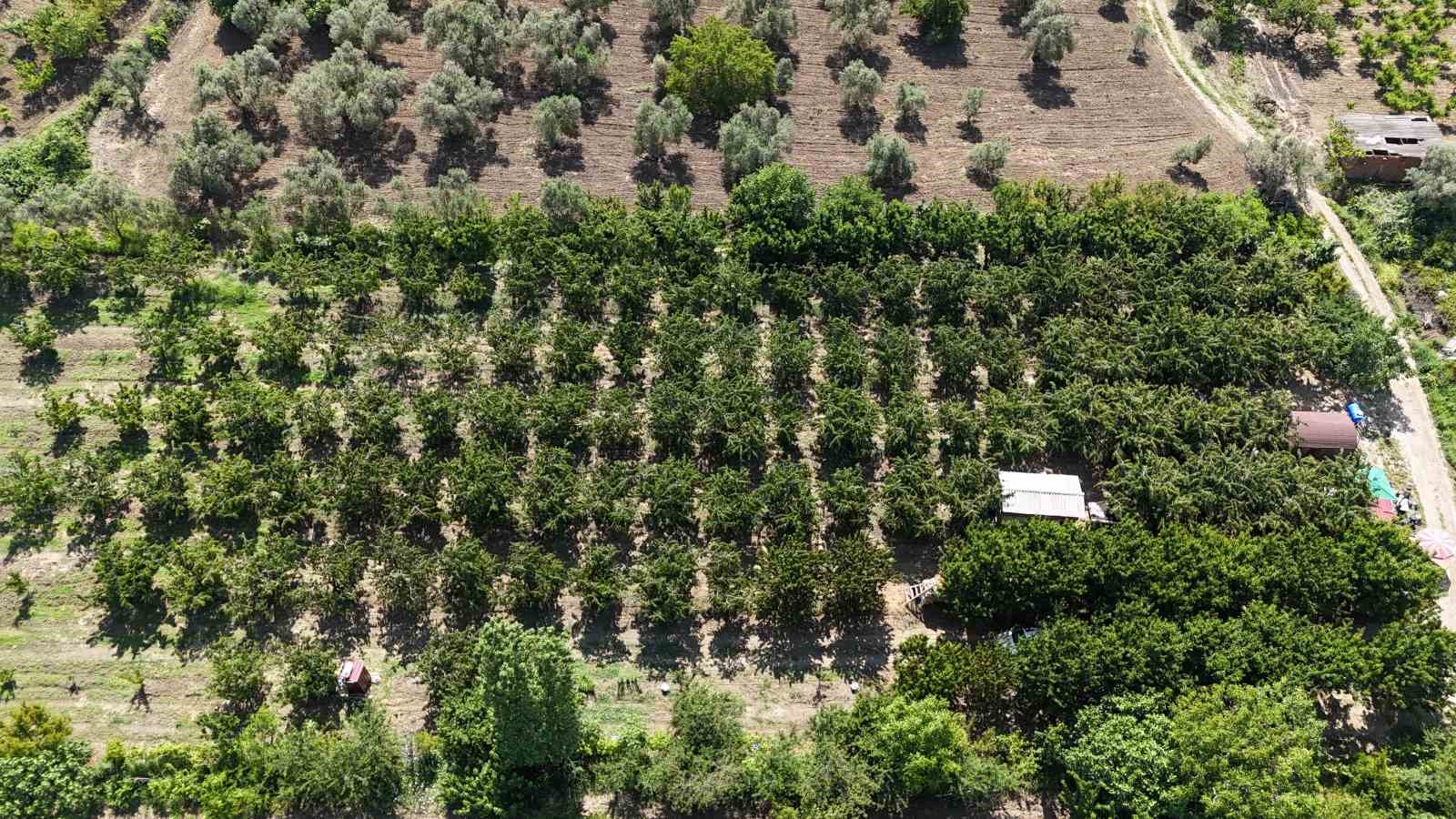 Kiraz Çeşitleri ve Fiyatlandırma