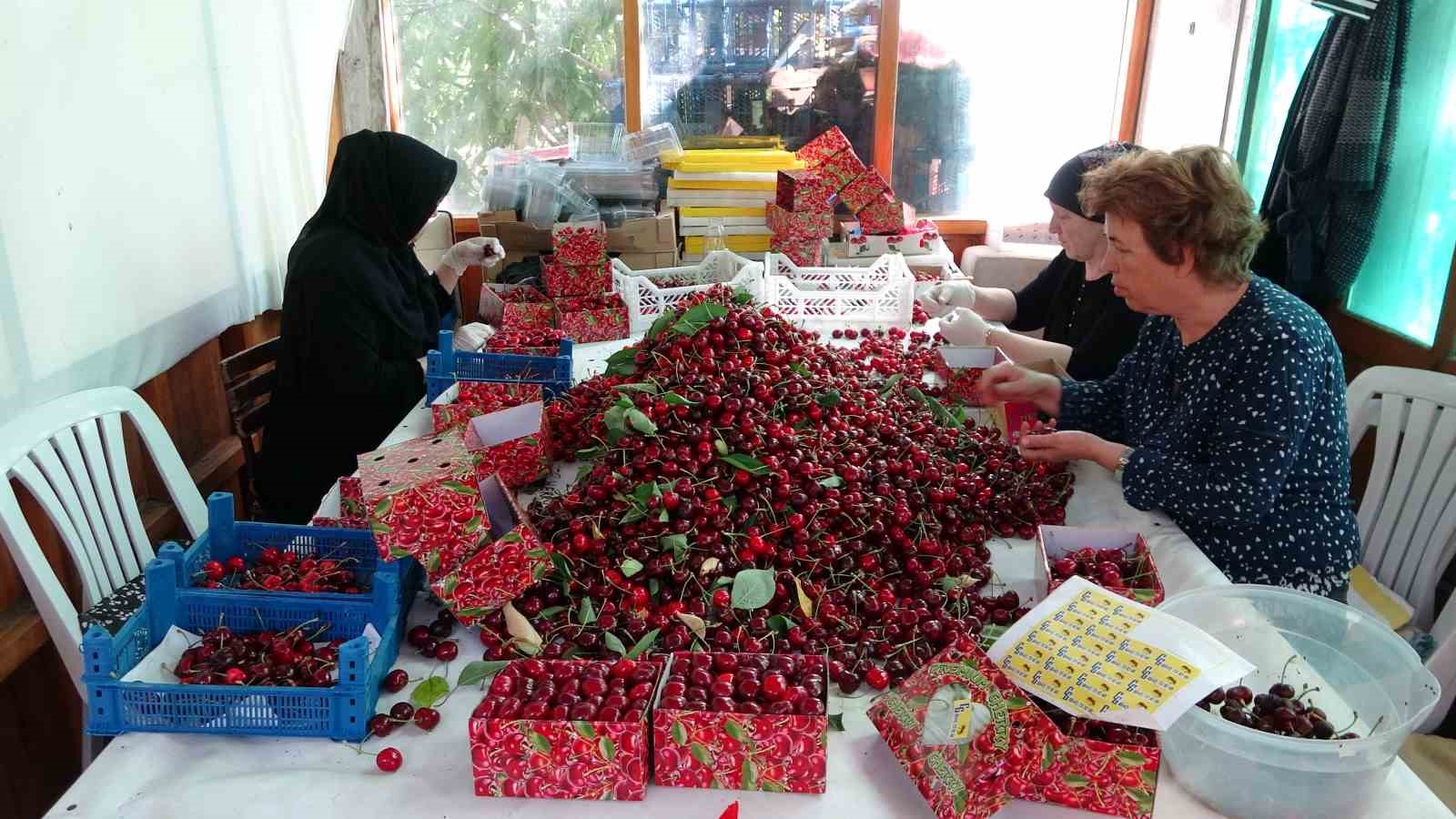 Fiyatlar ve Pazar Durumu