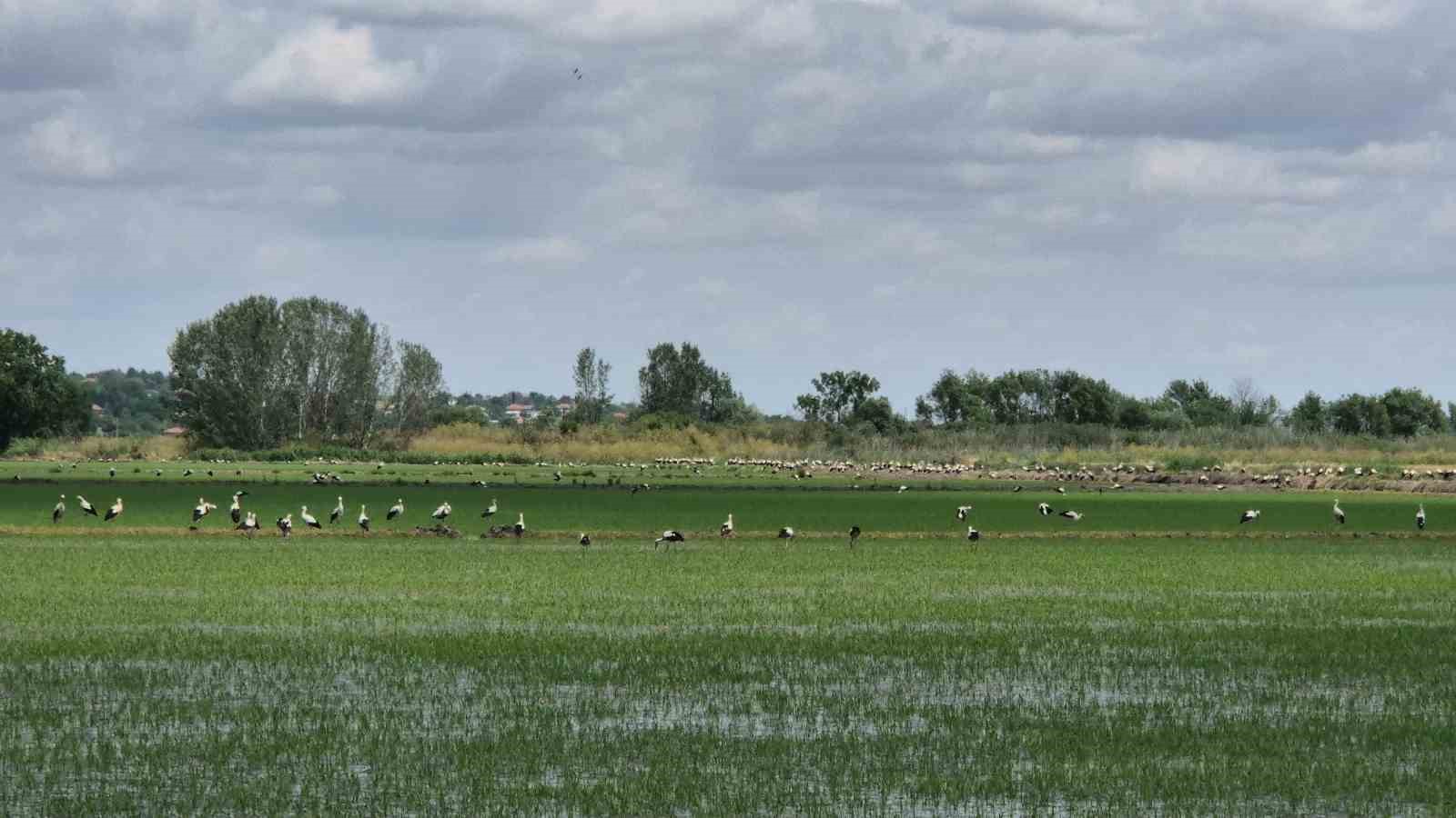 luleburgazda leleklerin celtik tarlalarina akiniyla gorsel solen