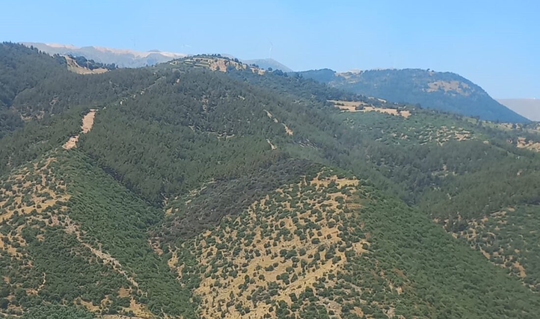 Manisa Alaşehir’de çıkan orman yangını kontrol altına alındı. Detaylar ve