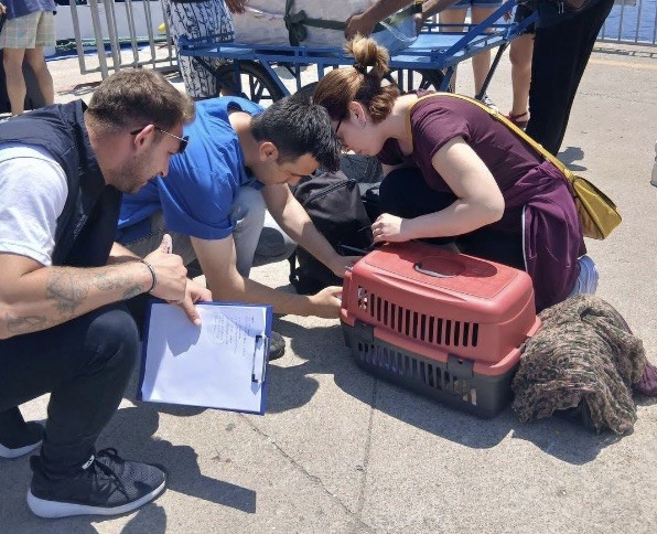 Marmara ve Avşa Adaları'na hayvan girişleriyle ilgili yeni kuralları öğrenin.