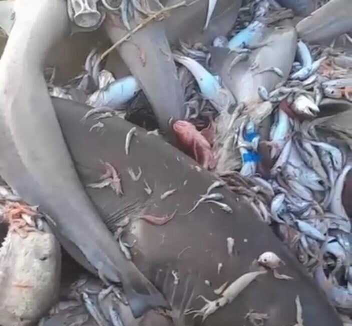 Mersin açıklarındaki köpek balıklarıyla ilgili valilikten yapılan açıklamayı öğrenin. Güvenlik