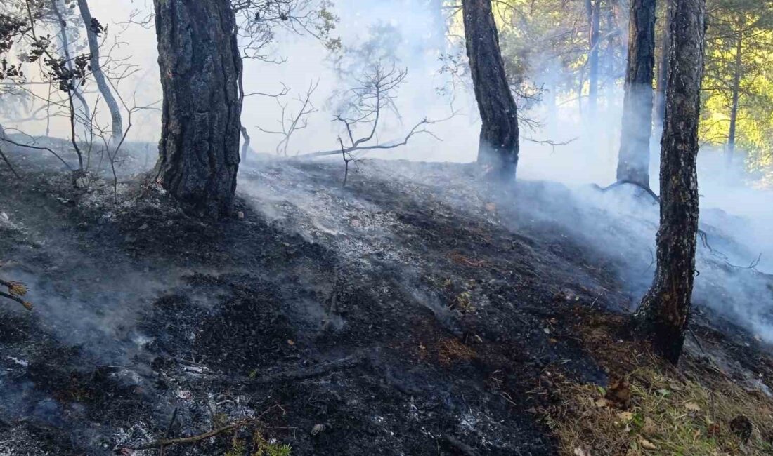 Mudurnu'da çıkan orman yangını kontrol altına alındı. Güvenlik sağlandı ve
