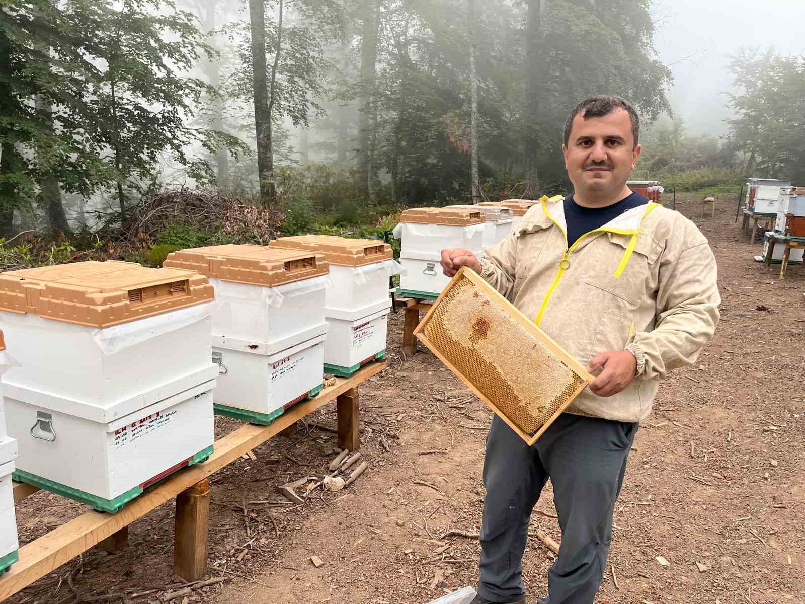 Ormangülü Balının Şifalı Özellikleri ve Bilimsel Araştırmalar