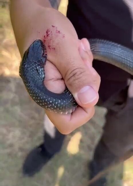 Payas'ta yılan yakalama ve ısırılma olayları hakkında bilmeniz gerekenler, güvenli