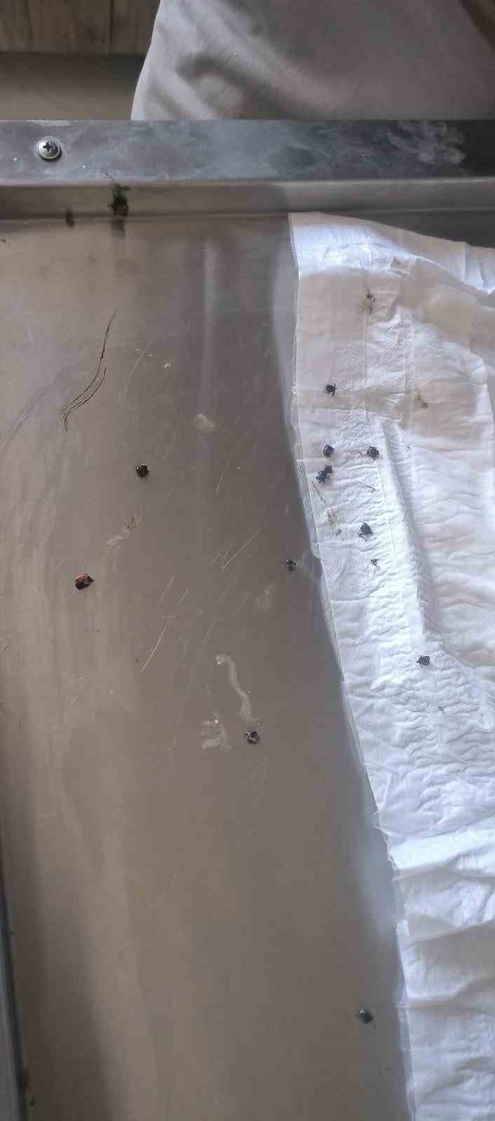 Kaplumbağanın Sağlığına Kavuşması