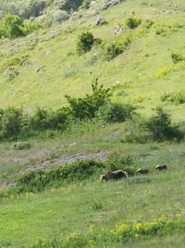Posof'ta Boz ayı ve yavruları doğada yiyecek ararken görüntülendi. Doğal