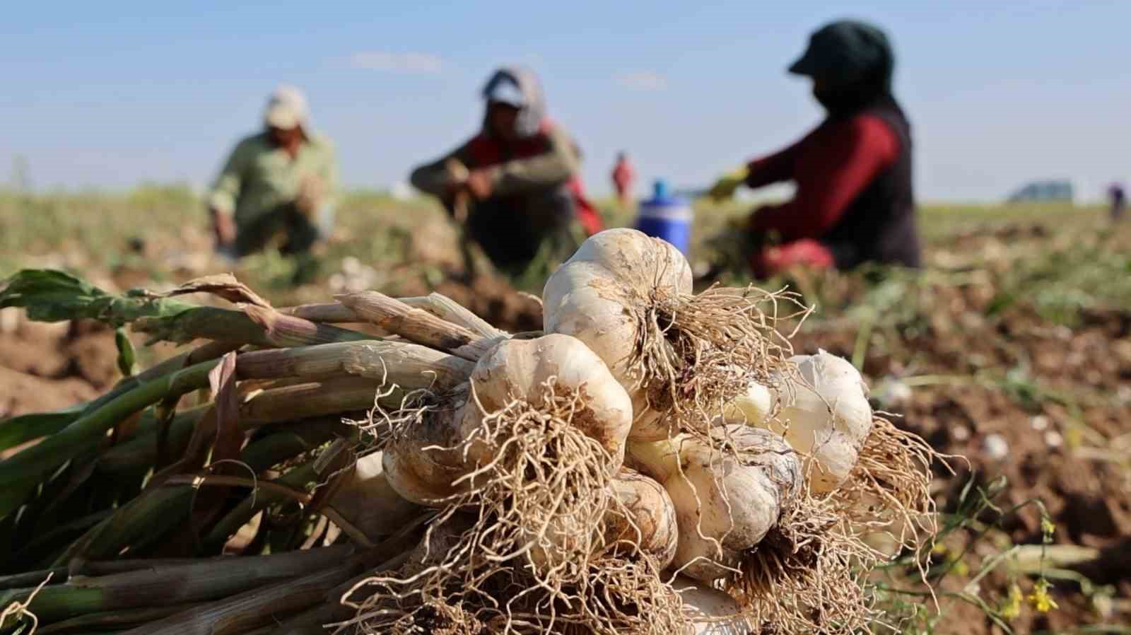 Türkiye’de ilk olarak Aksaray’dan Rusya’ya ilaç sanayiinde antibiyotiklerde kullanması için