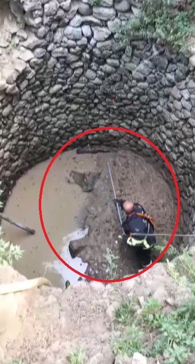 Samandağ'da Kuyuya Düşen Çakal Ekipler Tarafından Kurtarıldı