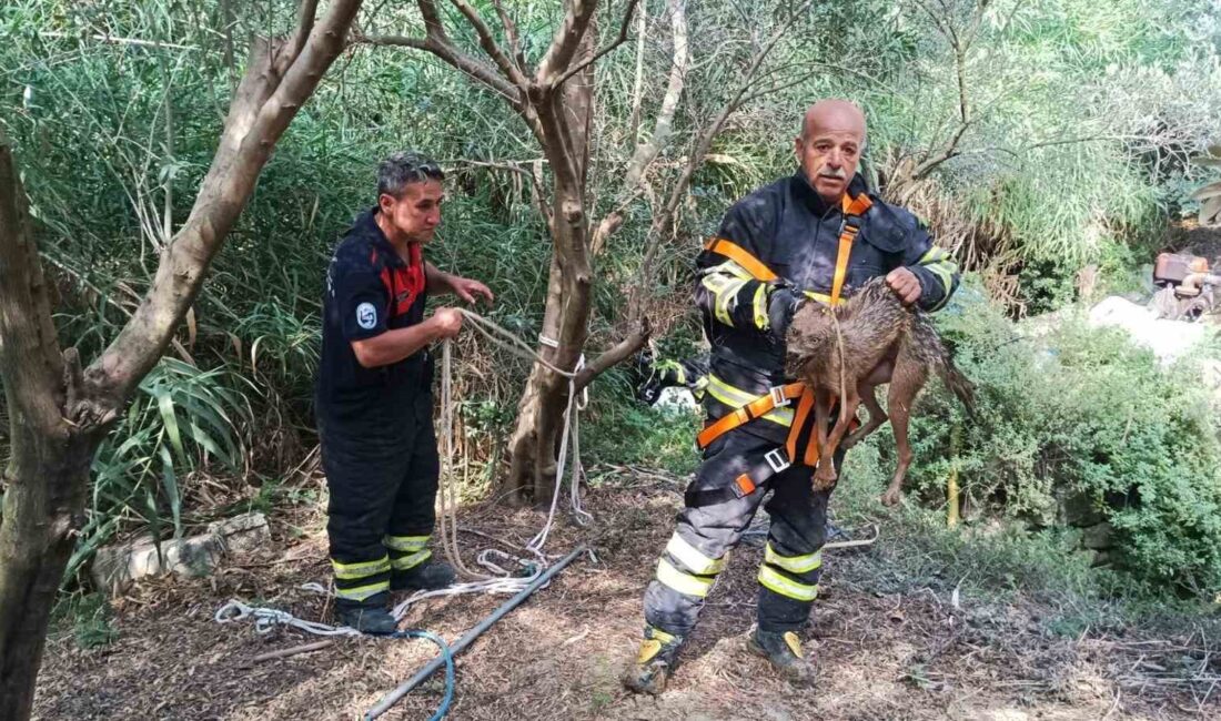Samandağ'da kuyuya düşen çakal, ekipler tarafından kurtarıldı. Olay anı ve