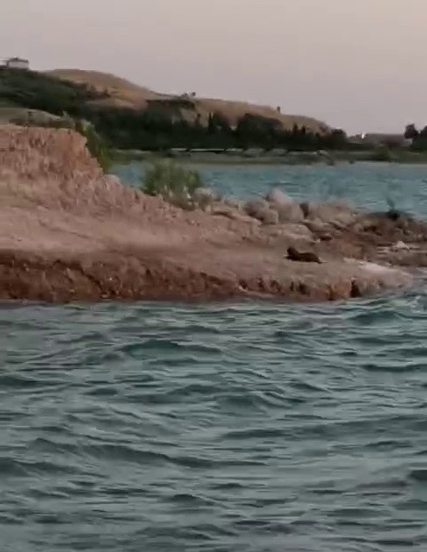 Samsat İlçesinde Su Samuru Görüntüsü