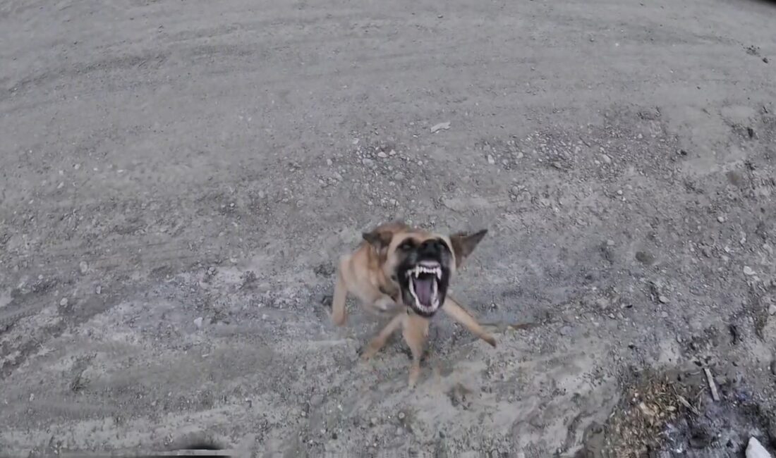 Sinop'ta komik anlar! Havada uçan dronu yakalamaya çalışan sevimli köpeğin
