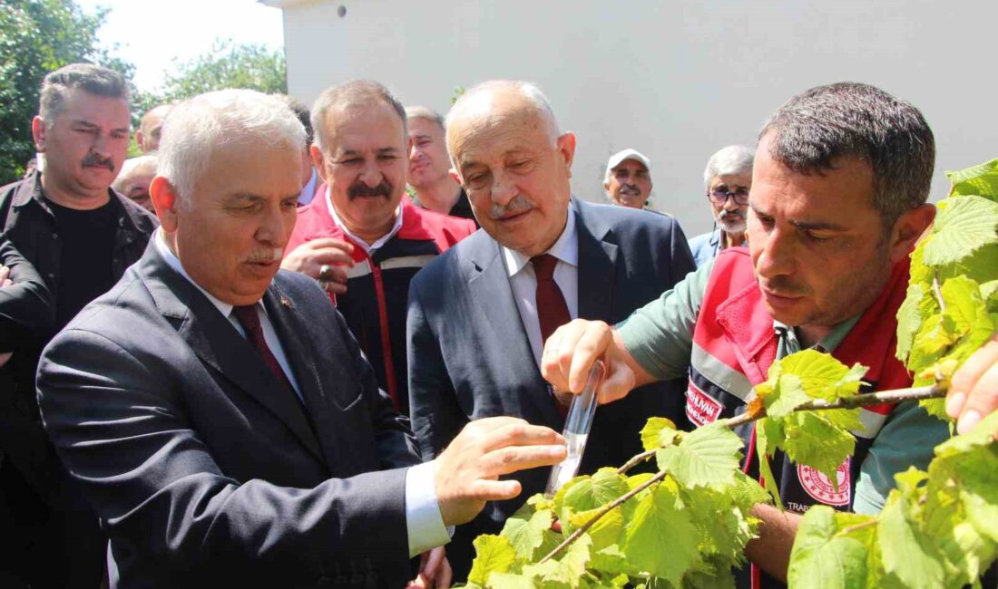Trabzon’da kahverengi kokarca ile doğal yöntemlerle mücadele nasıl yapılır? İşte