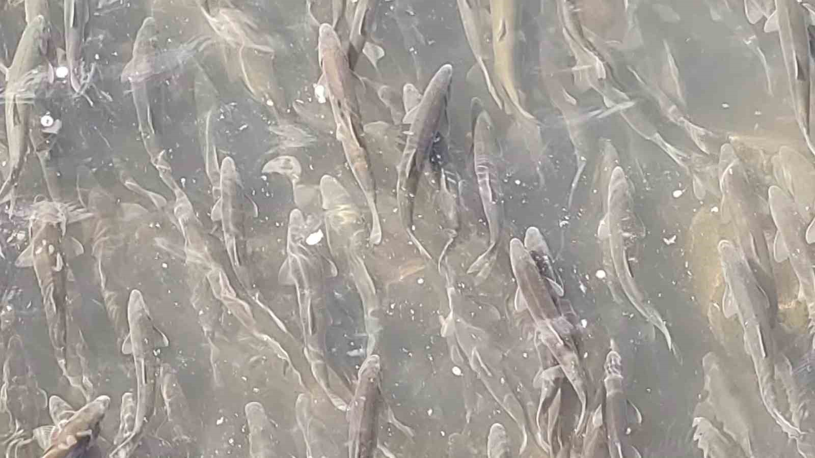 Doğanın Eşsiz Döngüsü ve Koruma Çabaları