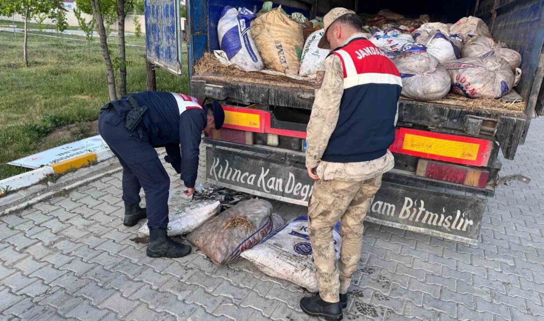 Van’ın Muradiye ilçesinde jandarma ekiplerince yürütülen çalışmalar sırasında kaçak avlanmış