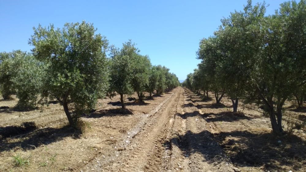 Zeytin Ağaçlarının Taşınma Süreci ve Yöntemleri