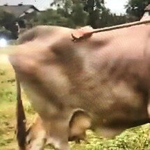 Ezber-bozan-Veronika