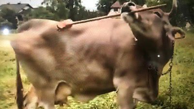 İnekler Sandığımızdan Daha mı Zeki? Avusturya’daki Veronika Adı Verilen İneğin”Araç