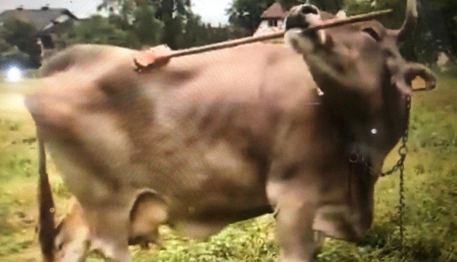 İnekler Sandığımızdan Daha mı Zeki? Avusturya’daki Veronika Adı Verilen İneğin”Araç