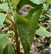 Terzi kuşlarının her bir cinsi gaga emeği ve göz nuru