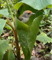 Terzi kuşlarının her bir cinsi gaga emeği ve göz nuru